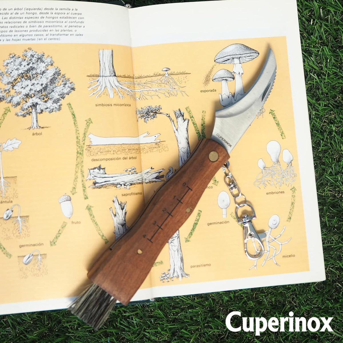 coltello per funghi, in acciaio inox, con custodia, coltello incluso, coltello micologica